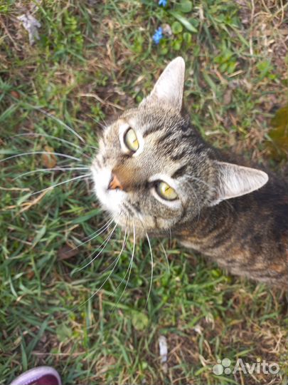 Отдам кошечку в добрые руки