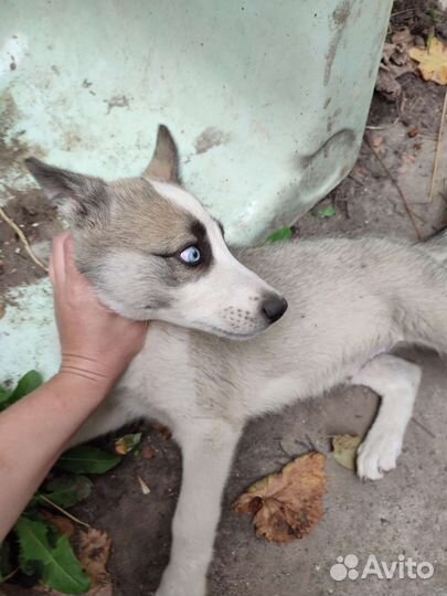 Хаски мальчик с разными глазами