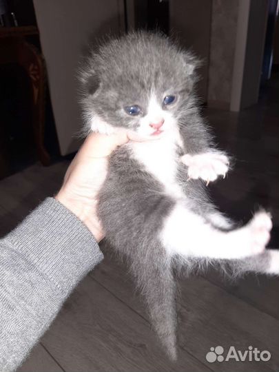 Кошка в дар бесплатно