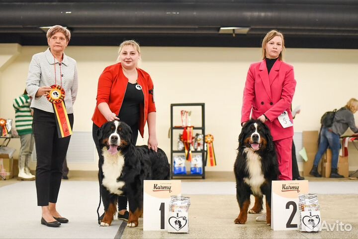 Академия Умных лап.Хендлинг.Дрессировка