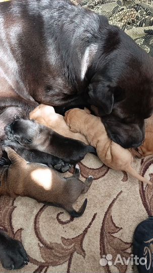 Собака в добрые руки отдам бесплатно