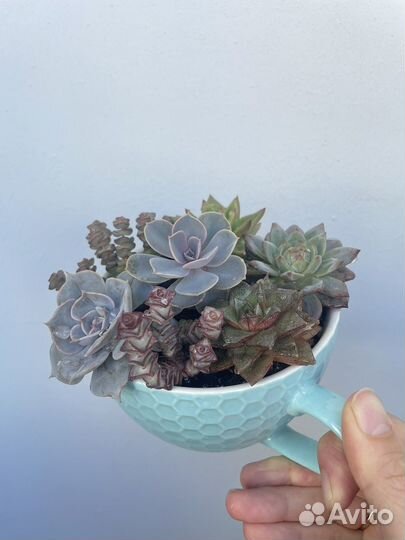 Суккуленты