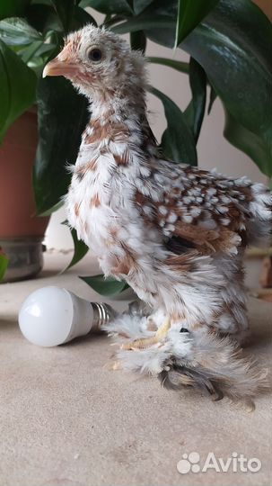 Петушок цыпленок