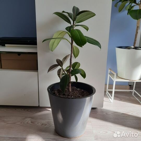 Фикус в интерьерном кашпо