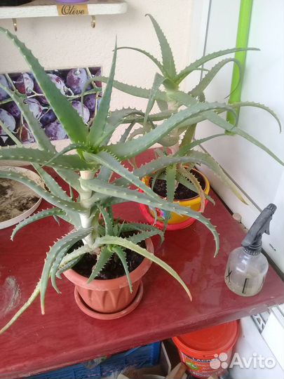 Пятилетнее алое