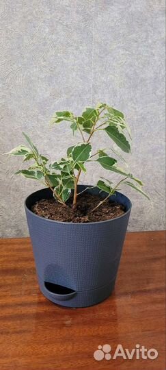 Фикус бенджамина