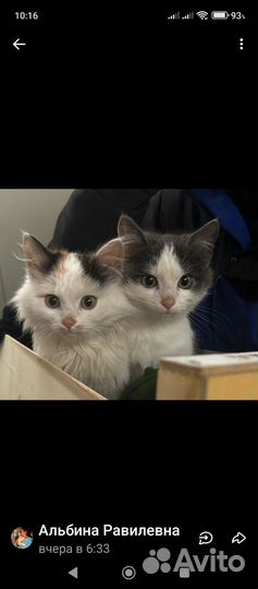 Котята в добрые руки