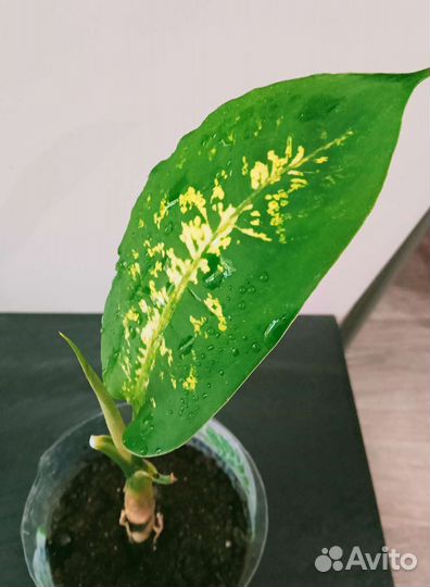 Диффенбахия, комнатные растения