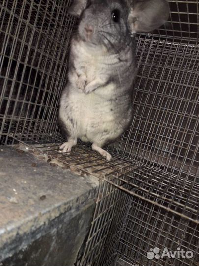 Шиншиллы Продам готовый бизнес
