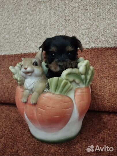 Йоркширский терьер стандарт