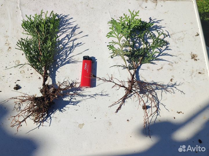 Туи смарагд, Колумна, Брабант. Можжевельники