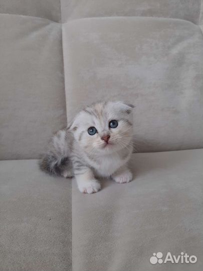 Шотландский котёнок