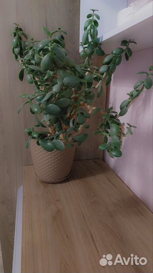 Денежное дерево толстянка