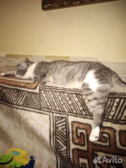 Кошечка в добрые руки