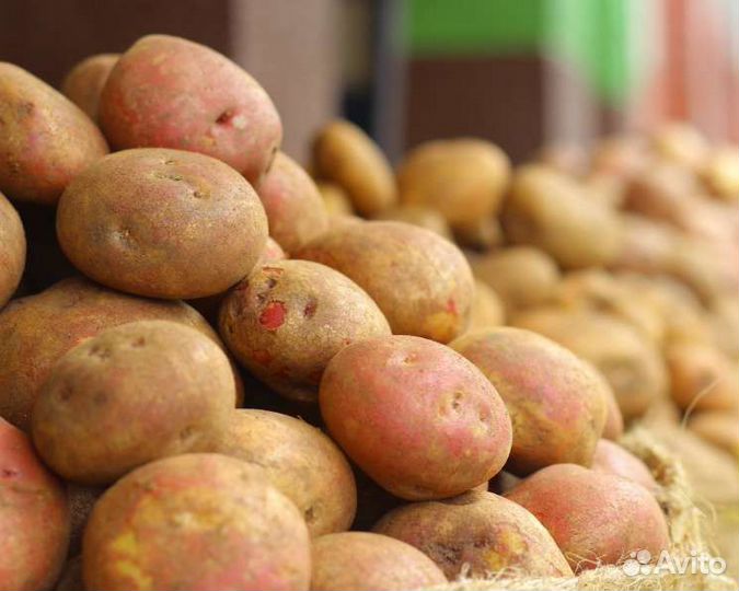 Картофель с дачи и морковь