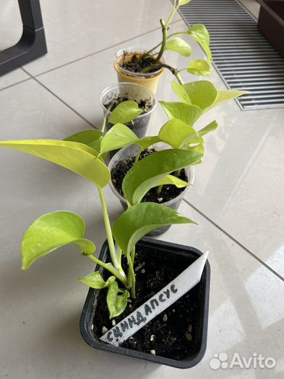 Эпипремнум Голден Потос (сциндапсус неон)