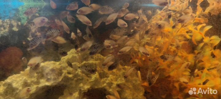 Цихлозома чернополосая, фламинго