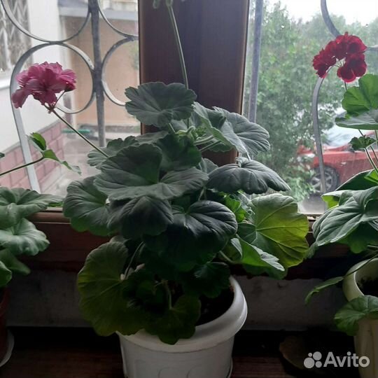 Герань пеларгония