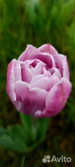 Луковицы тюльпанов