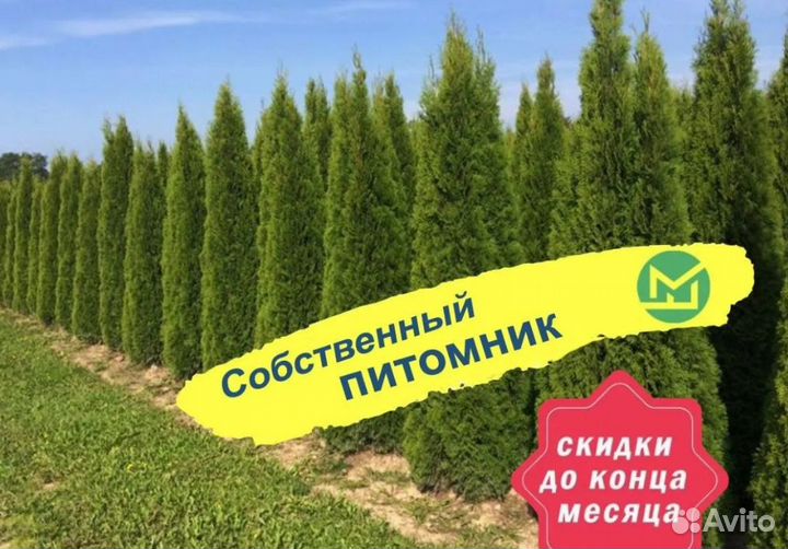 Туя смарагд оптом