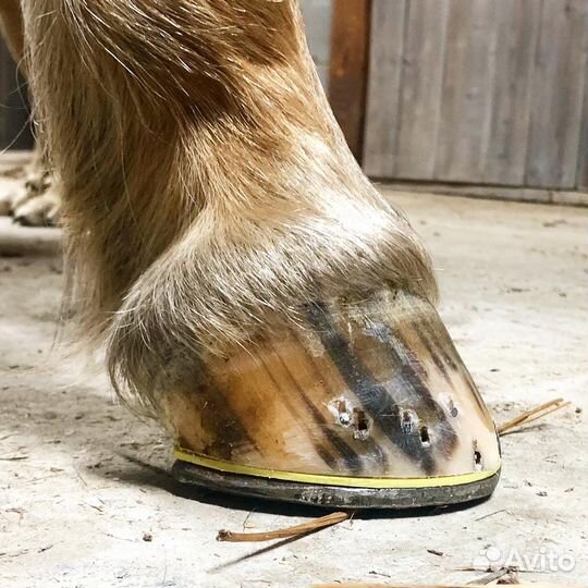 Профессиональная расчистка и ковка лошадей