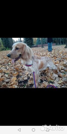 Русский охотничий спаниель