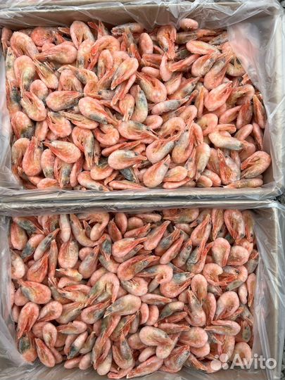 Креветка Северная Гренландия 80/100