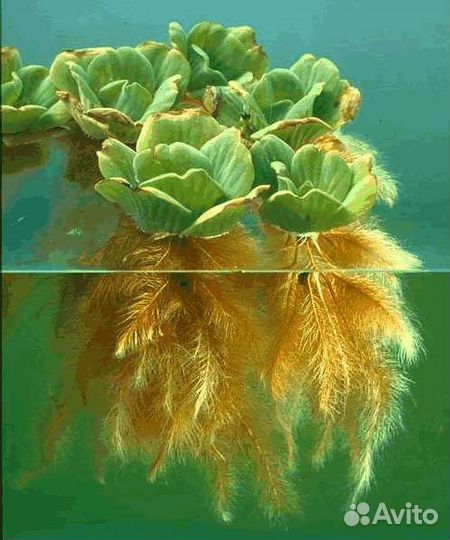 Аквариумные растения рыбки креветки