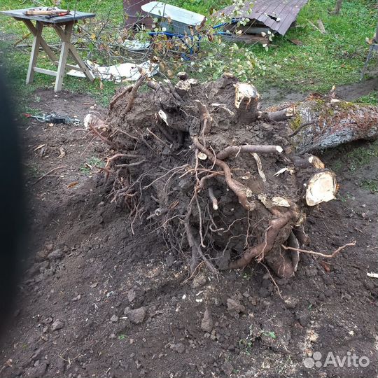 Корень яблони