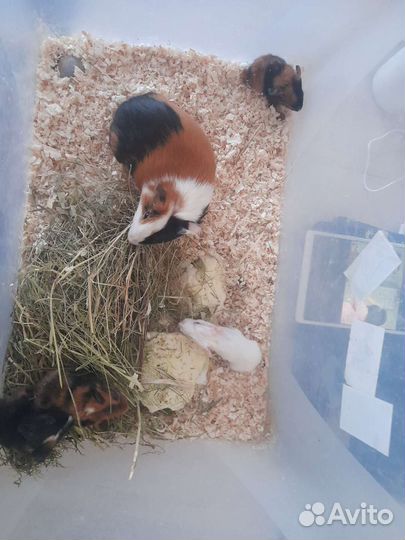 Отдам морских свинок бесплатно