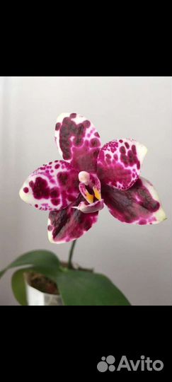 Фаленопсис вайпер