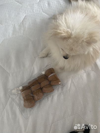 Обувь для собак мелких пород