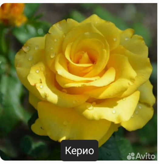 Чайно-гибридные розы