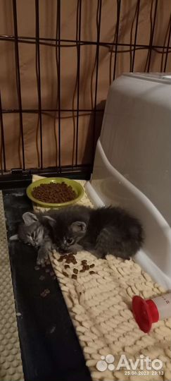 2 котёнка 1 месяц