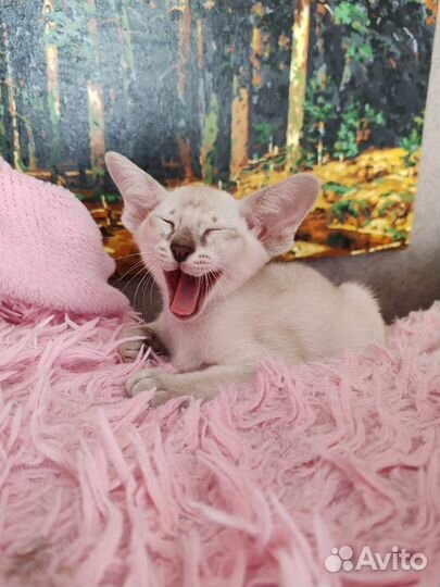 Ориентальные котята