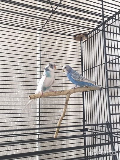 Волнистый попугай