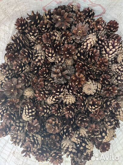 Шишки сосновые