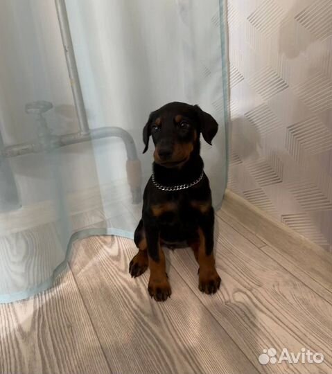 Щенки добермана