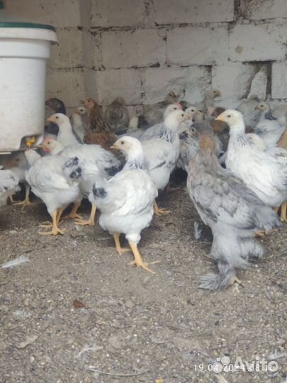 Цыплята домашние