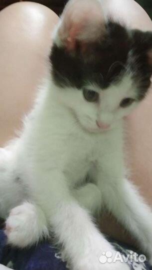 Котята в добрые руки бесплатно коты