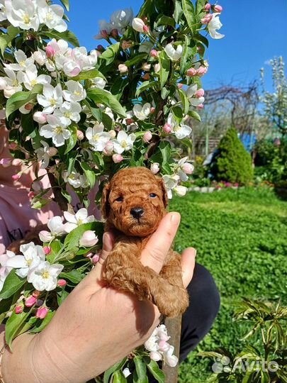 Щенки пуделя