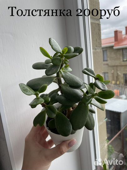 Комнатные цветы