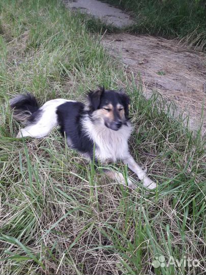 Собака в добрые руки