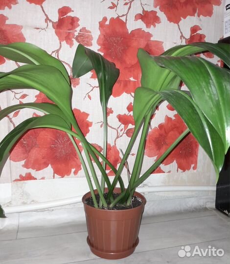 Комнатные цветы