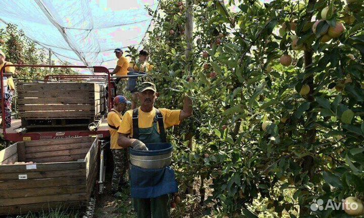 Сборка яблок