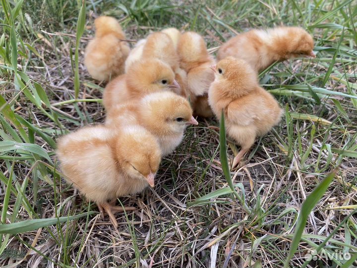 Курицы несушки молодки