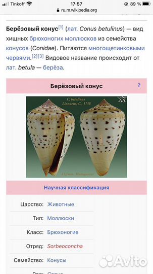 Раковина «березовый конус» аквариум