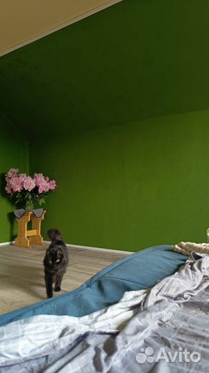 Котята бобтейл