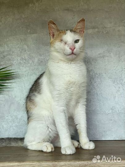 Кошка 7 мес в добрые руки