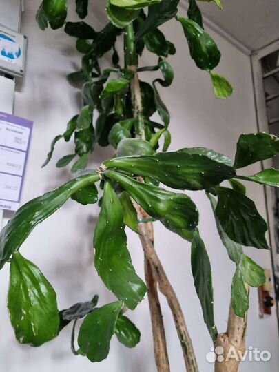 Кактус вместе с горшком